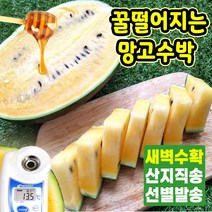 블랙망고수박 2kg 3kg 4kg 씨별로없는 흑 노란 꿀 함안 수박 고당도 산지직송 선별 햇수확 여름제철과일 아기 임산부수박 선물 주스용 아삭수박, 정품 블랙망고수박 2kg~3kg 2입