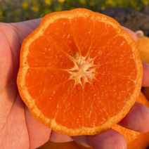 쿠메푸드 제주도 산지직송 당도선별 카라향 로얄과 3kg 5kg 10kg 어버이날 선물