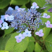 산수국 포트 묶음5주
