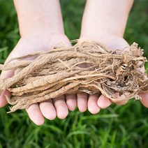 신토불이 국산 약초 속단(한속단) 200g, 14Q8_국산속단(한속단)200g, 14Q8_국산속단(한속단)200g