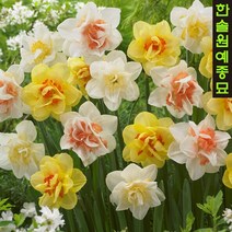 유럽 수선화 구근, 5.  브라이덜 크라운 (3구 1세트)