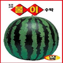[가람종묘사] 불이수박 씨앗(농가 소비자가 다 좋아하는 원형 대과계)