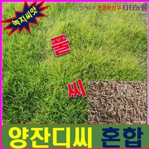 잔디씨앗/비탈면녹화용/비탈진면 토사방지 -씨앗 1kg