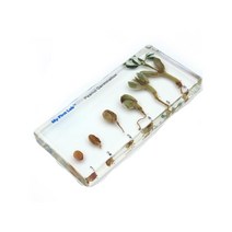 과학실 학교 학습교구 성장표본 땅콩 연구 실험도구