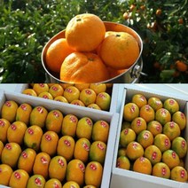 #[행복농장]당도선별 제주 하우스 제철노지 고당도 감귤, 1box, 제주감귤 3KG/소.중.로/ 랜덤과