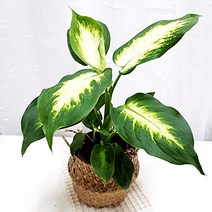 디펜바키아 마리안느 집에서키우기쉬운 실내공기정화 식물 해초화분, 단품