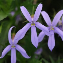 이소토마 제미니 핑크/블루 (종자 꽃씨앗/10립) Isotoma Gemini, 제미니 블루