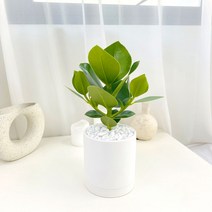 앙플랜트 원형 화이트 화분 공기정화식물 set, 크루시아소품/원형화이트화분