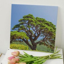 캔버스천데코사각액자30×30_풍수건강을가져다주는소나무_홈갤러리액자