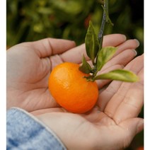 제주 고당도 감귤 노지 조생귤 3kg 5kg, 로얄과5kg