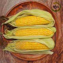 맛가득 프리미엄 초고당도 제주초당옥수수 해남 강원 찰옥수수, 초당옥수수 280~340g 20개, 최상품 초당옥수수 개수선택, 20개