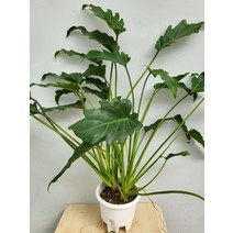 89 목대 제나두셀렘 셀럼 중품 40~60cm
