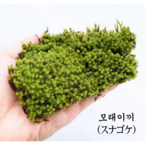 [우야플랜트샵] 국산 모래이끼 서리이끼 미니분경, 5개