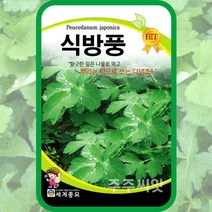 방풍씨앗 식방풍 종자 300립 다년생 약초 갯기름나물, 단품