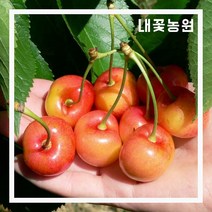 내꽃농원 체리(선발좌등금) 우량대목 접목 1년