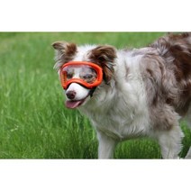 렉스스펙스 Rex Specs V2 애견 고글 반려견 패션, Ozark Orange, M