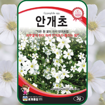 안개초 씨앗 3g / 안개꽃 꽃씨 종자 화단만들기 조경가꾸기 홈가드닝
