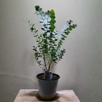 [나인에잇틴]유칼립투스 블랙잭 99, 1개