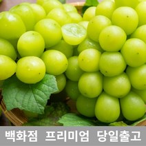 [특등급선별] 샤인머스켓 1kg 샤인머스켓묘목 과일선물세트 샤인머스캣 과일선물 과일세트 추석과일선물세트 과일 샤인머스켓가격 김천샤인머스켓 머스켓 샤인머스캣포도 샤인머스캣보관 샤인머