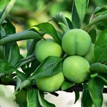 영천 켈시 첼시 자두 청 초록 자두 1kg 2kg 산지직송, 1kg / 상 / 12~15과내외, 1개