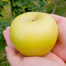 시나노골드사과 시나노 골드 황금사과 3kg 5kg, 시나노골드 [특품] 5kg 중대과 (18과수내외)