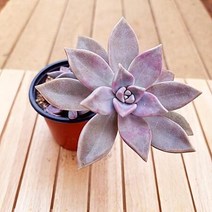 분홍용월 다육이 키우기 쉬운 예쁜 다육 가을식물1두3자-30, 단품