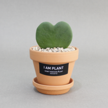 아이엠플랜트 독일토분 선인장 다육이 스투키, 1개, 12.하트호야