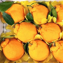 프리자연 제주 한라봉 명품 프리미엄 고당도 3kg 5kg 10kg, 가정용 한라봉 소과 3KG(12과 전후), 1개