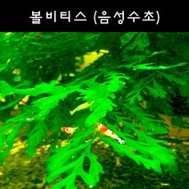 [수초아쿠아] 볼비티스 초보수초 인기수초 구피 새우 은신처 어항수초 수초맛집 득템수초, 6잎