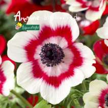아네모네 구근 바이컬러 [10구] (복남이네 야생화 구근식물 바람꽃 anemone)