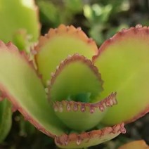 물드는 노랑 만손초 예쁜다육 랜덤발송1-20, 단품, 1개