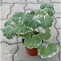 마담살롱 제라늄 유럽제라늄
