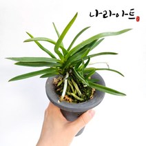 소엽란(대품) 풍란 동양란 난 난키우기 식물키우기 화초 모종 꽃 난화분 나라아트, 1개