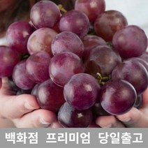 [특 등급 선별] 거봉 2kg 거봉포도 씨없는포도 씨없는거봉 가지포도 크림슨포도 11월제철과일 샤인머스켓 포도종류 애플포도 적포도 포도 샤인머스켓 샤인머스켓재배 코튼캔디포도
