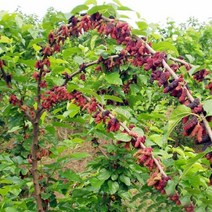 오디나무(사계다과오디)접목1년(2주묶음)묘목/F0176