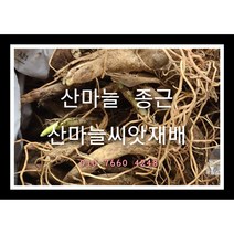 산마늘종근 50주 산마늘모종 산마늘씨앗재배