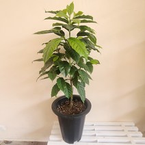 커피나무(중형) 아라비카 키우기쉬운식물 열매 키우기