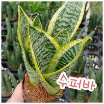 꽃나라엘리스 슈퍼바-음이온 짱!!! 세집증후군도