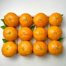 엄선 제주도 레드향 명절 선물용 가정용 제철 제주 레드향 3kg 5kg, 가정용 5kg (혼합과/ 25과수내외), 1개