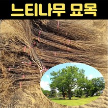 핫딜몬 느티묘목 관상수 3년생 전통수, 1개