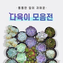 다육이 총 집합!! (지름 8~9cm) 1.라울2.먼로3.핑크프릴4.방울복랑5.크리스마스 6.파블로 7.비취후리데 8.레티지아 9.라일락 10.티피, 5.크리스마스