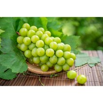 [꽃담은나무] 샤인머스켓 묘목, 1. 삽목1년 특묘