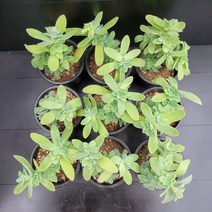 꽃다리 박화장 81~89번 다육식물 다육이 아이만배송, 82