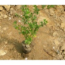 특용/약용수 골담초 삽목2년 포트 나무, 골담초 삽목 2년 포트_10주