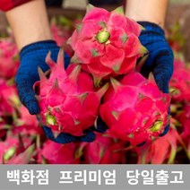 가락청과네 용과 3kg 선물 과일 열대과일, 선택= 본상품선택, 쿠팡 1