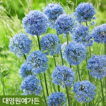알리움 구근 6종 알뿌리 (대/특대) 추식구근, 01. 기간티움(특대) 1구