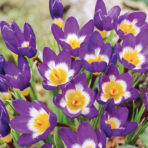 크로커스 트라이컬러 [4포트] (복남이네 야생화 구근식물 퍼플 crocus)