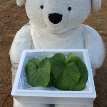 산지직송 부여 나물 곰취 생 곰취나물 400g 800g, 1개