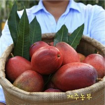 [헬로푸드] 제주 애플망고 500g/중/2과/250g, 배송안내:평일10시주문/당일출고