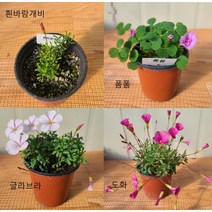 사랑초 히트상품 4종 ( 흰바람개비 폼폼 글라브라 핑크앤화이트 도화 )